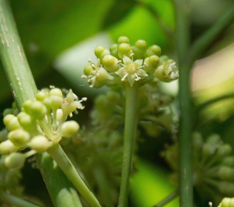 Angelica Tree photo 3