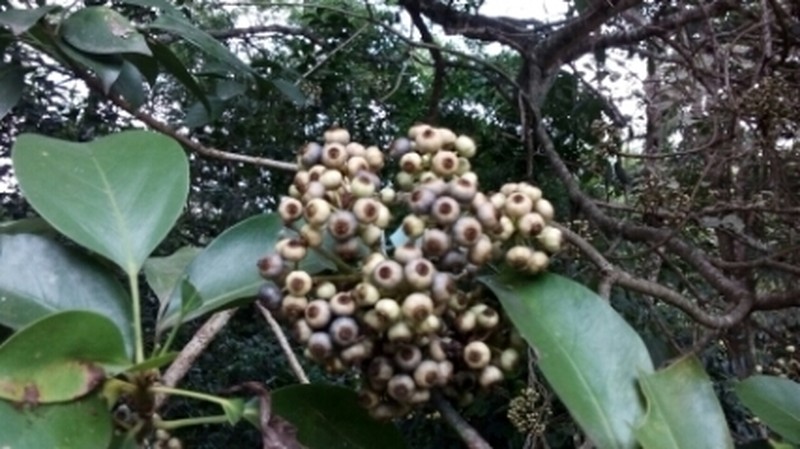 Angelica Tree photo 4