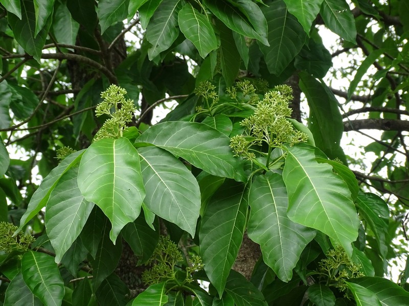 Angelica Tree photo 5