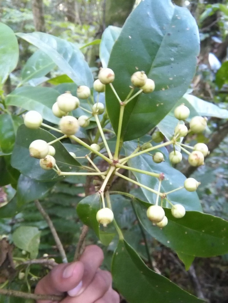 Angelica Tree photo 7