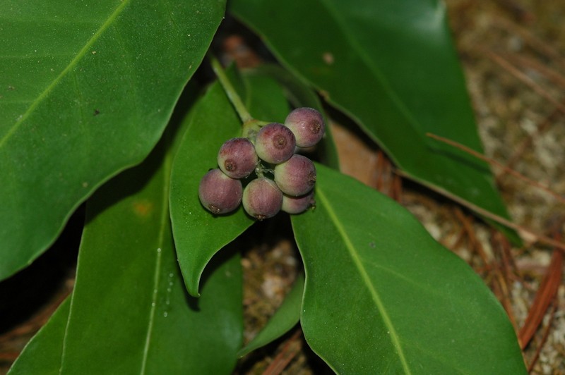 Angelica Tree photo 8