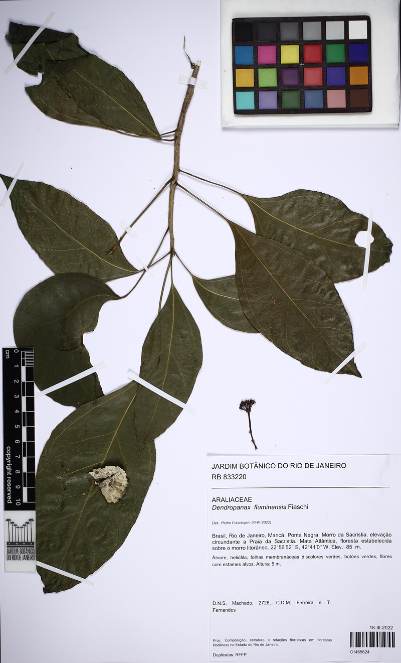 Dendropanax fluminensis