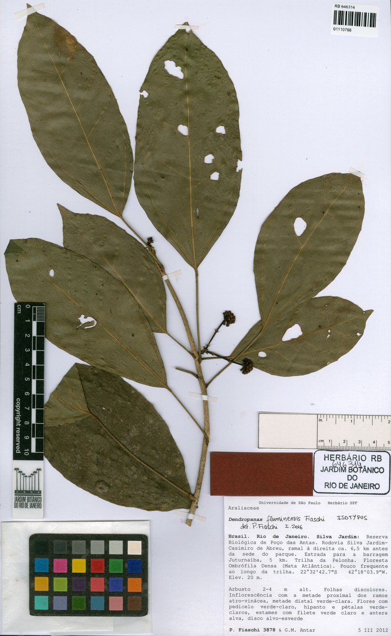 Dendropanax fluminensis photo 2