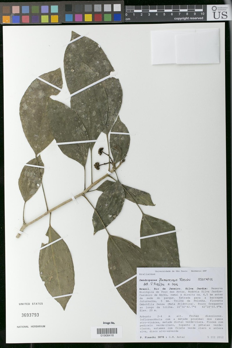 Dendropanax fluminensis photo 3