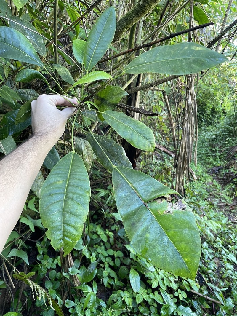 Palo De Vaca