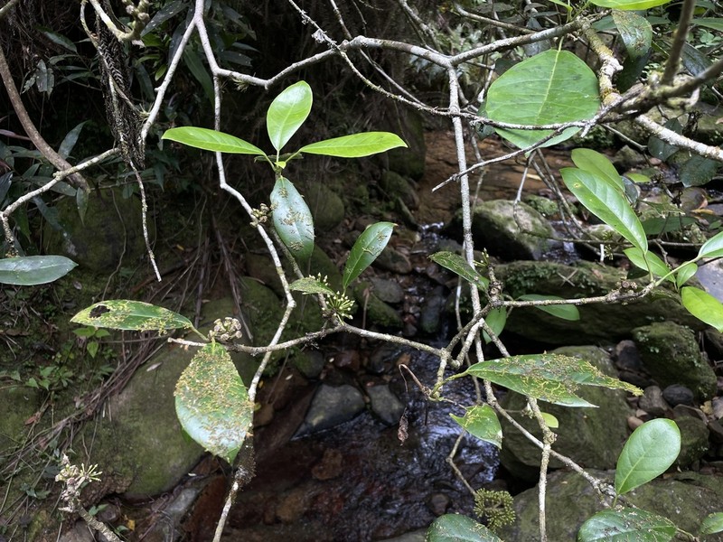 Palo De Vaca photo 3