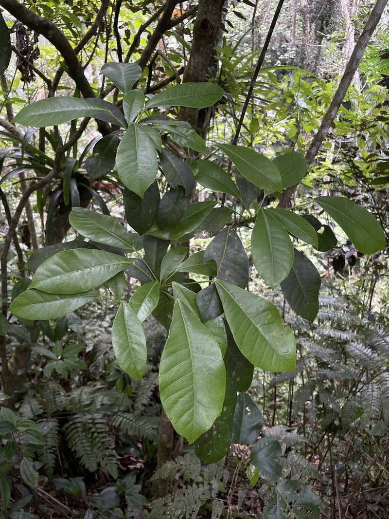 Palo De Vaca photo 4