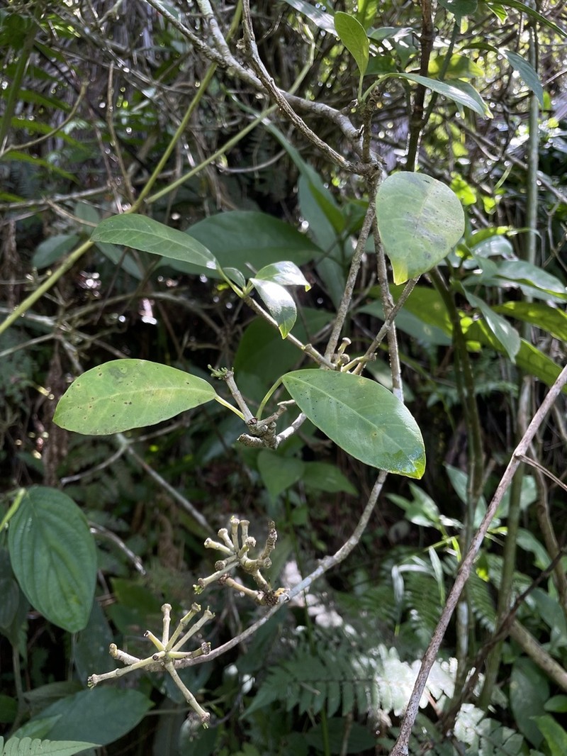 Palo De Vaca photo 5