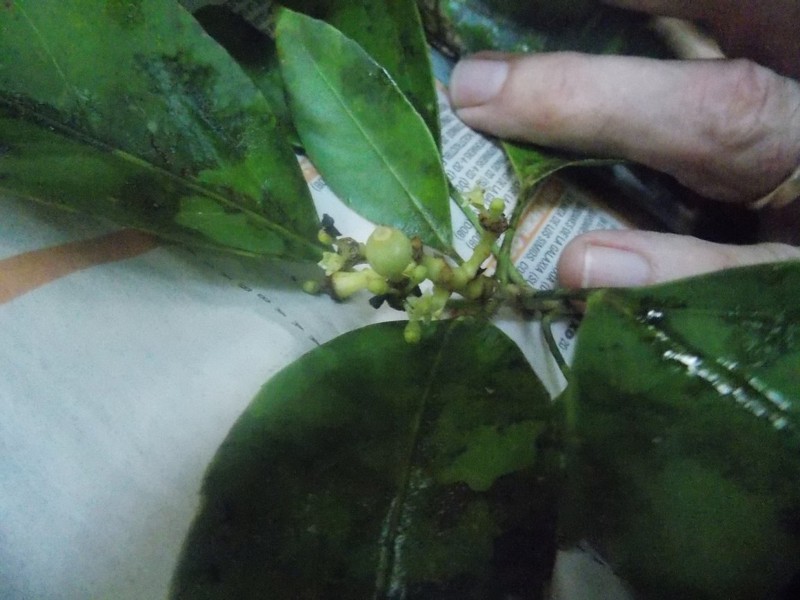 Dendropanax pachypedunculatus