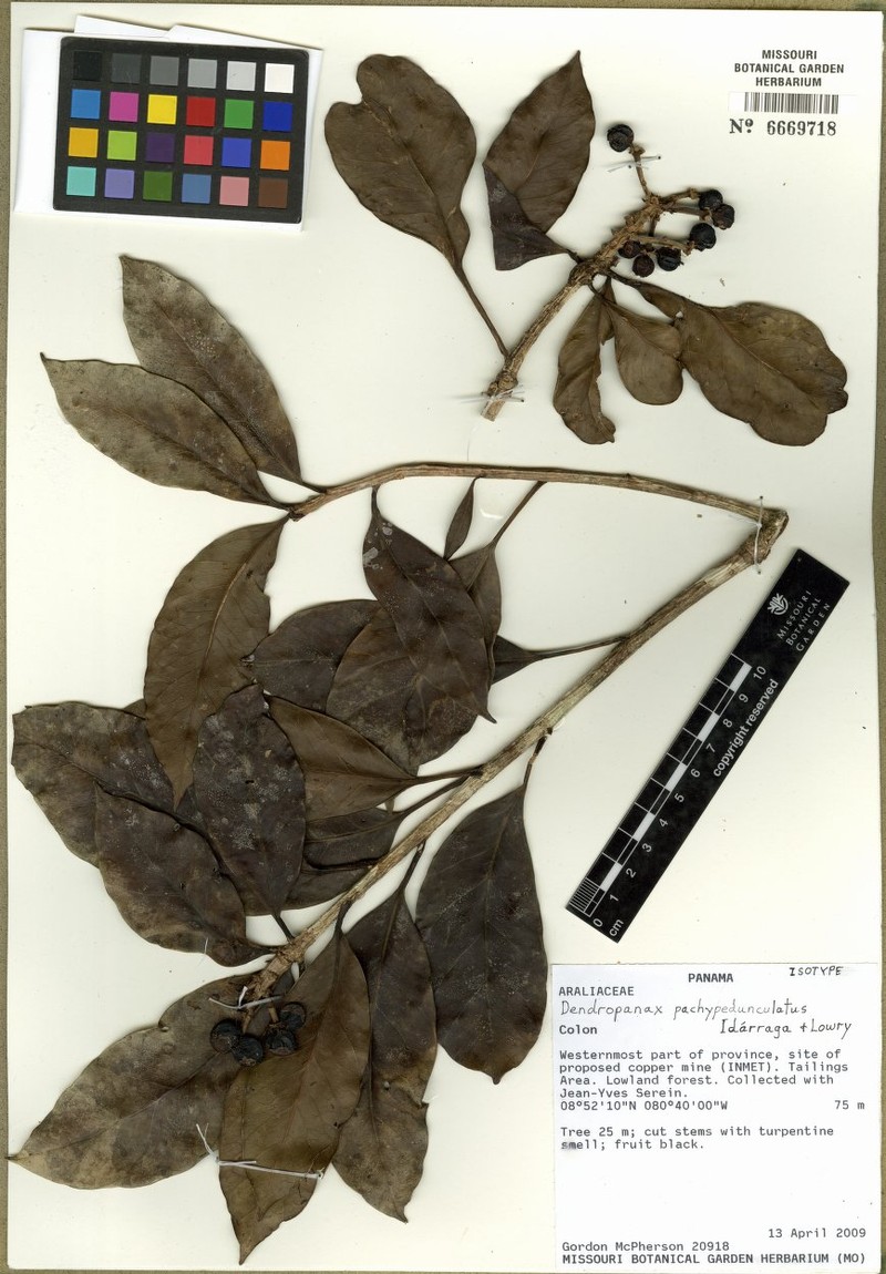 Dendropanax pachypedunculatus photo 2