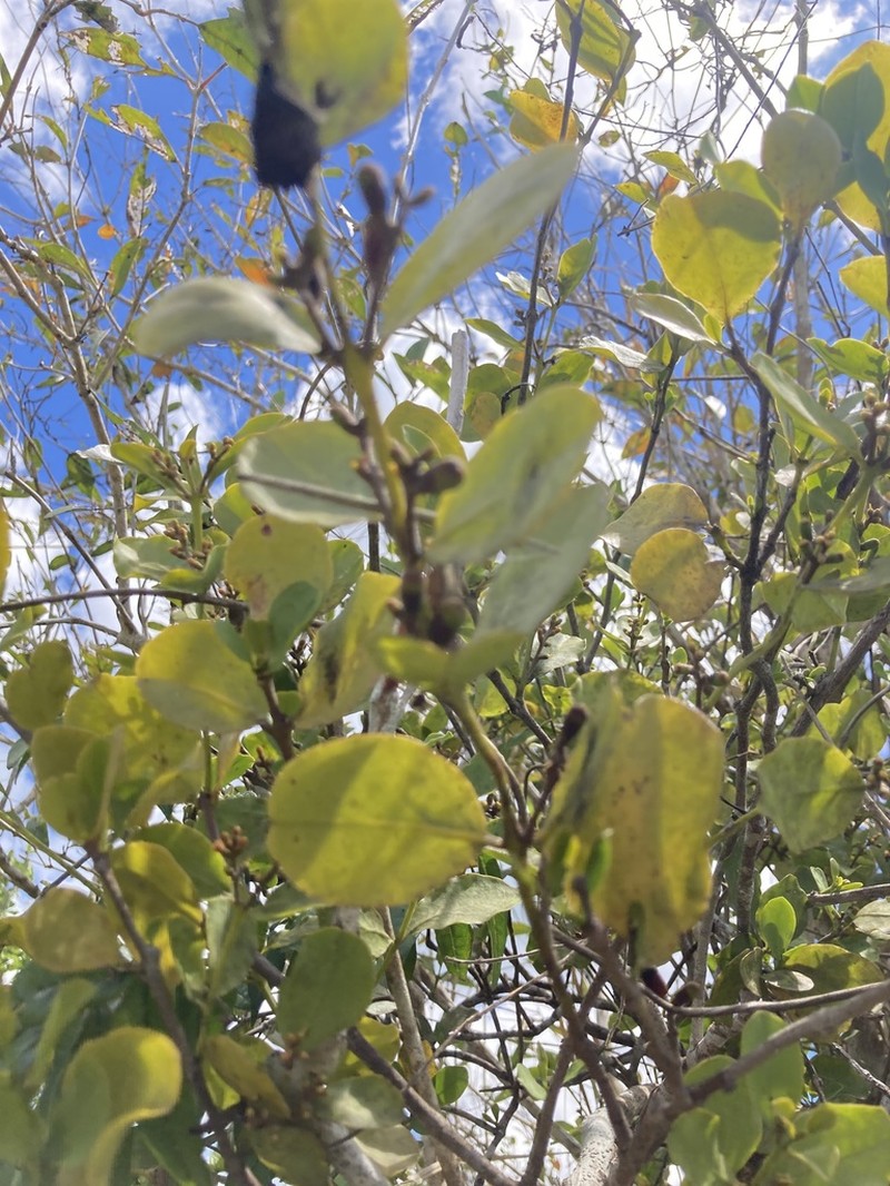 Puerto Rico Leechbush photo 3