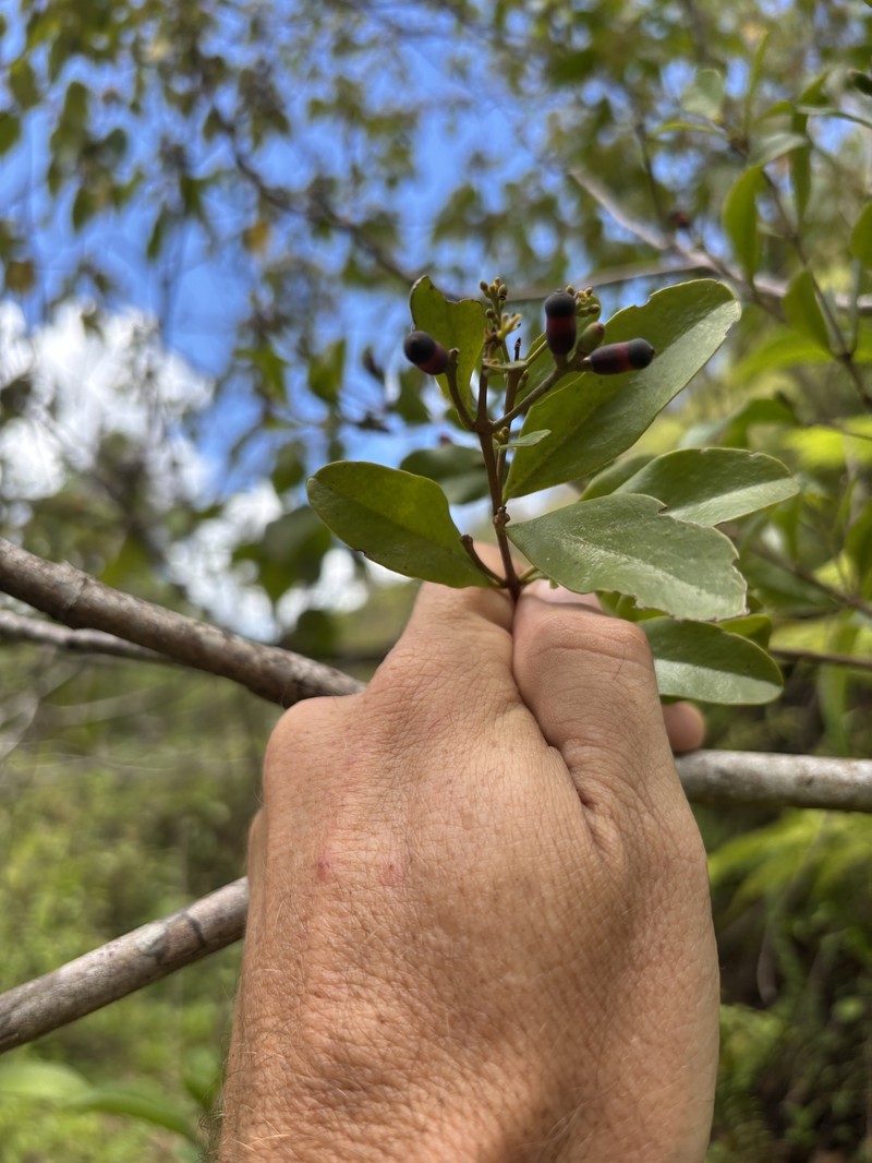 Puerto Rico Leechbush photo 7