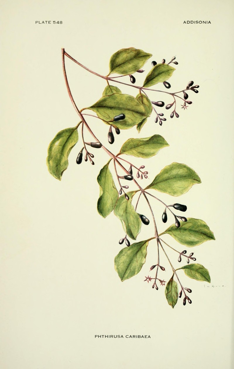 Four-Angle Leechbush