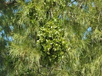 Four-Angle Leechbush