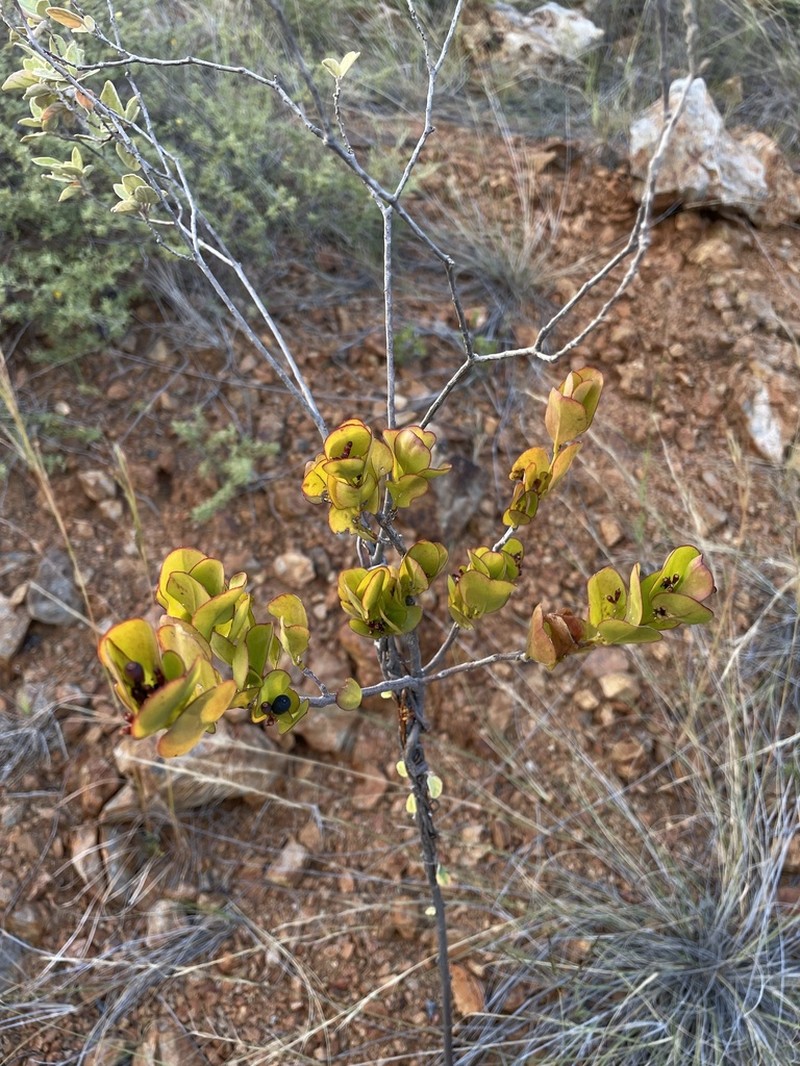 Four-Angle Leechbush photo 2