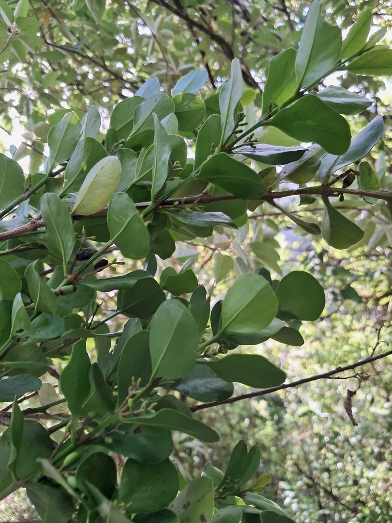 Four-Angle Leechbush photo 3