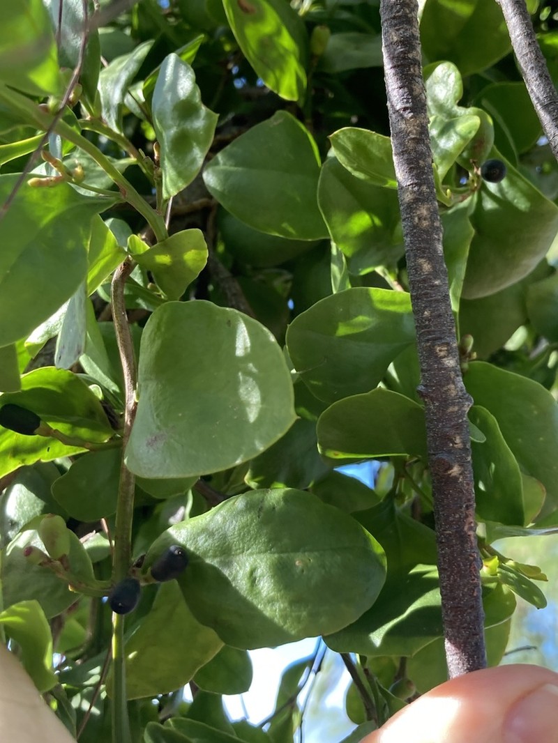 Four-Angle Leechbush photo 4