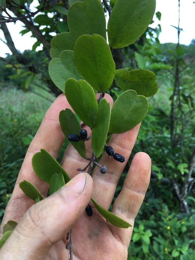 Four-Angle Leechbush photo 5