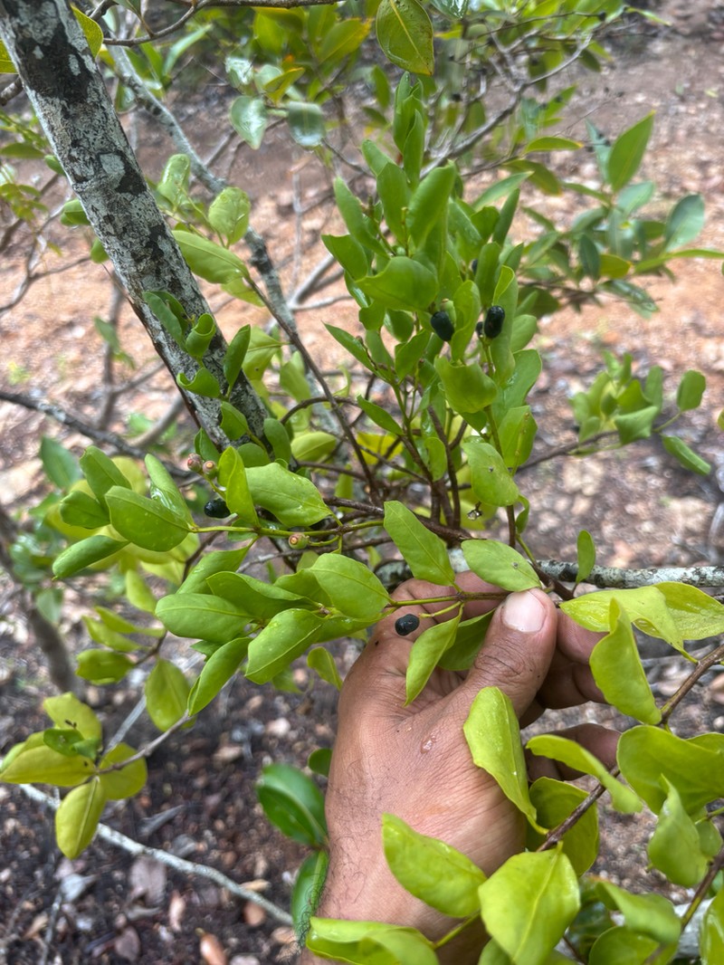 Four-Angle Leechbush photo 6