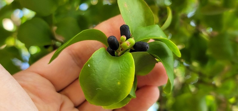 Four-Angle Leechbush photo 7