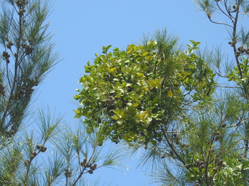Four-Angle Leechbush photo 8