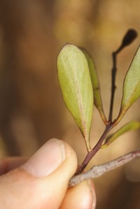 Smooth Leechbush