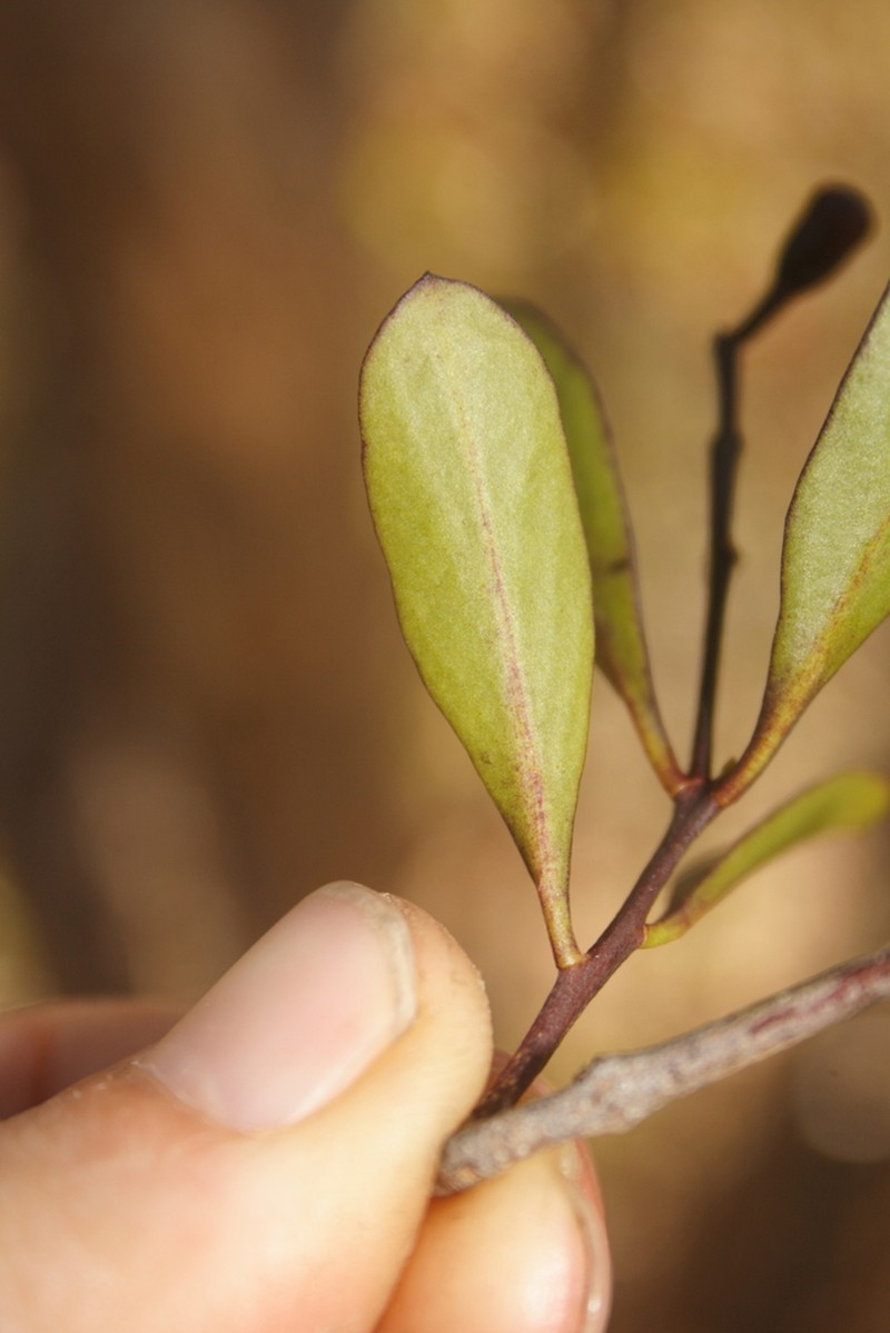 Smooth Leechbush