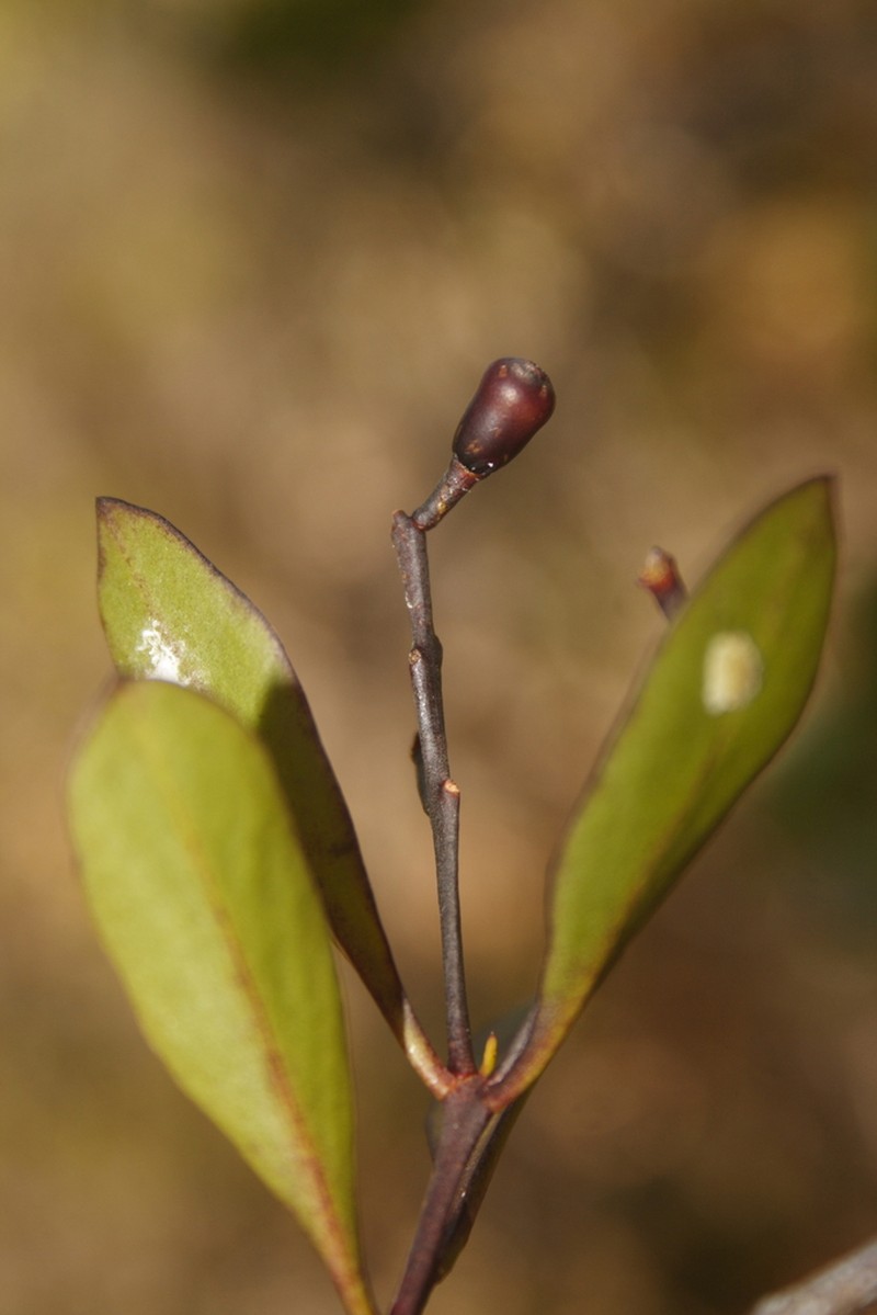 Smooth Leechbush photo 2
