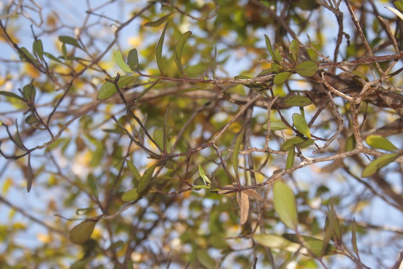 Smooth Leechbush photo 3