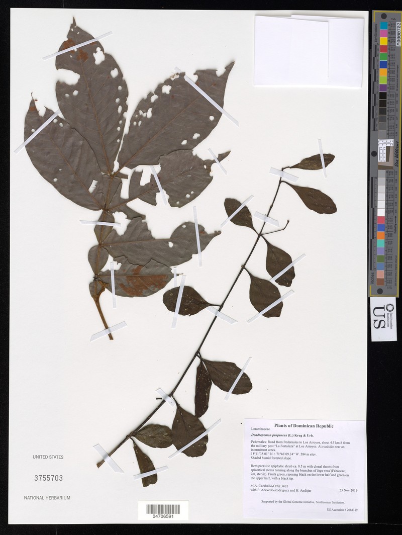 Smooth Leechbush photo 4