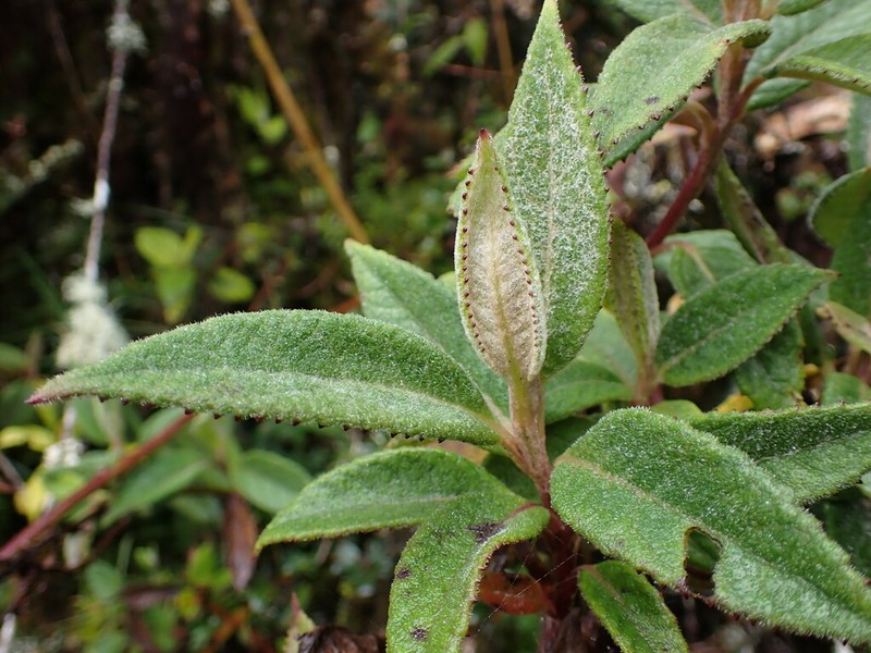 Dendrophorbium arachnoideum