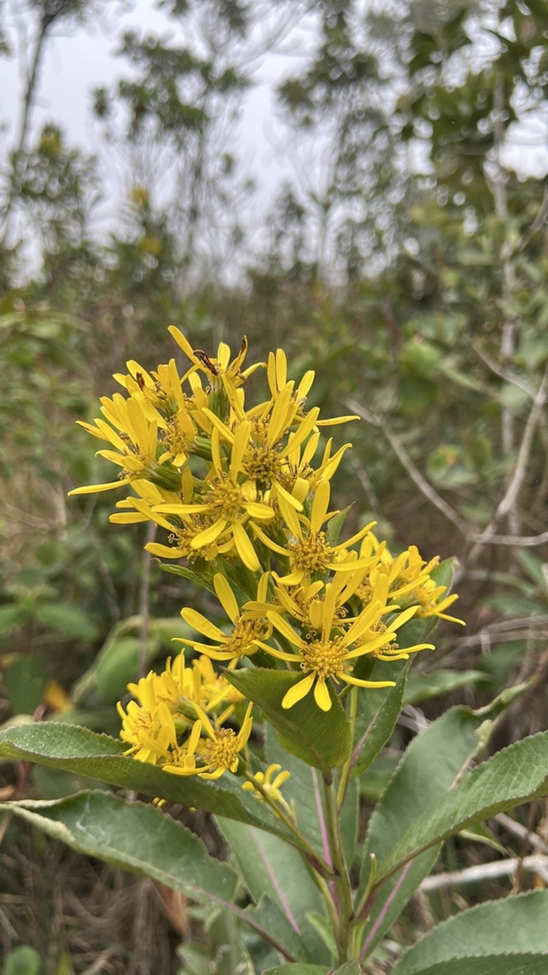 Dendrophorbium capixabense
