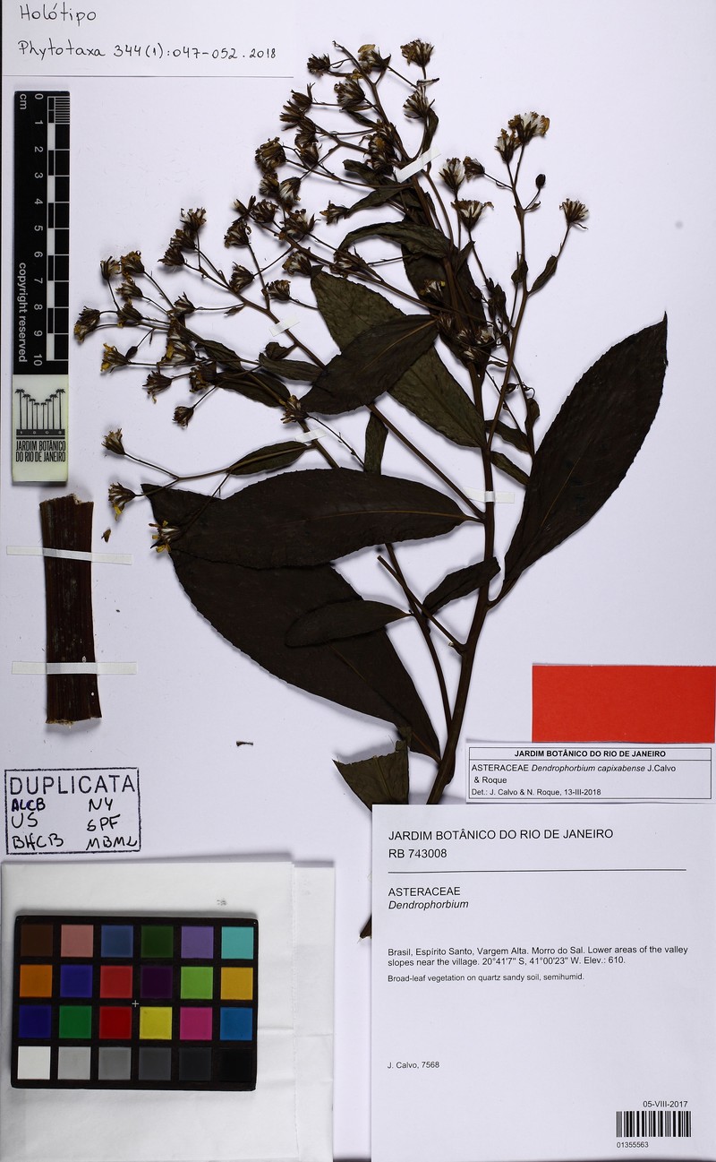 Dendrophorbium capixabense photo 3