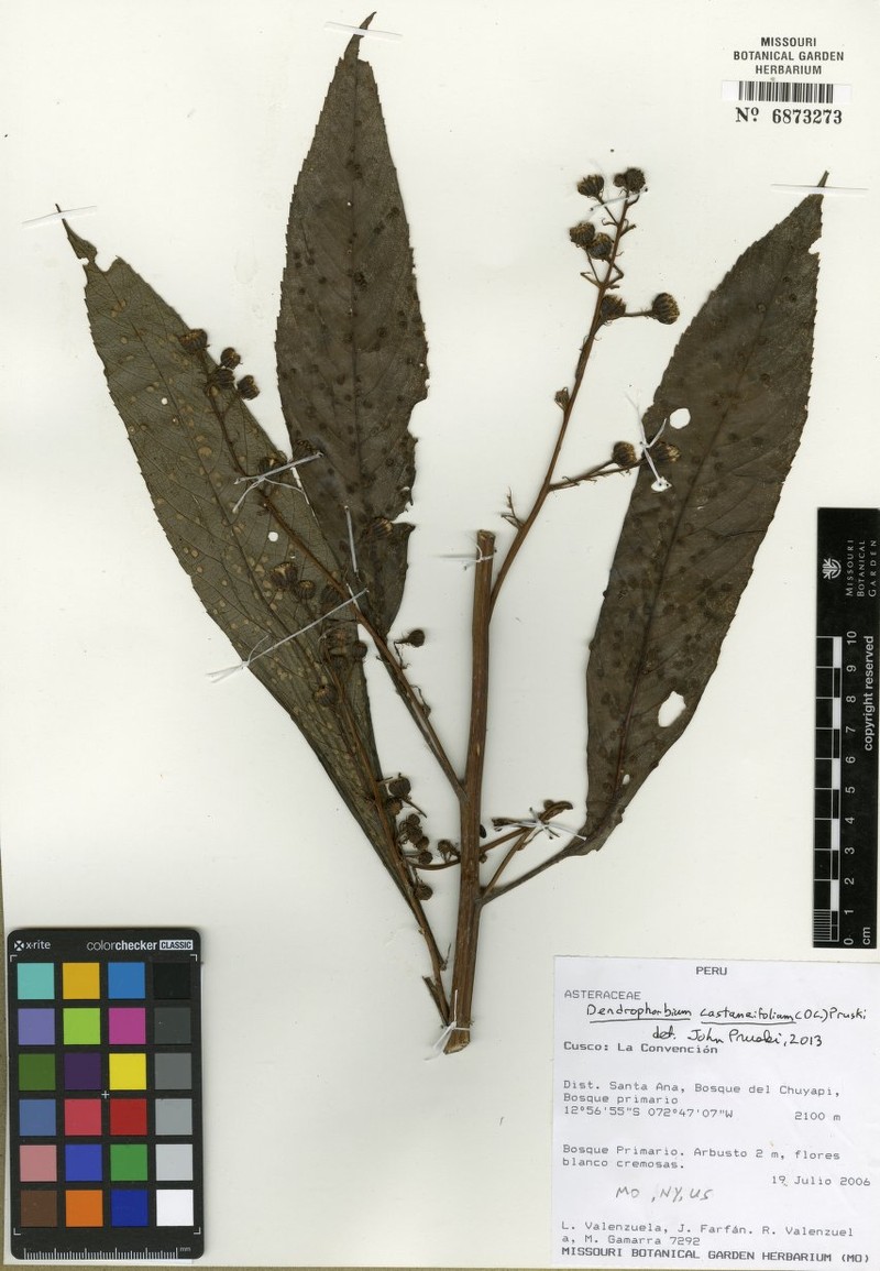 Dendrophorbium castaneifolium