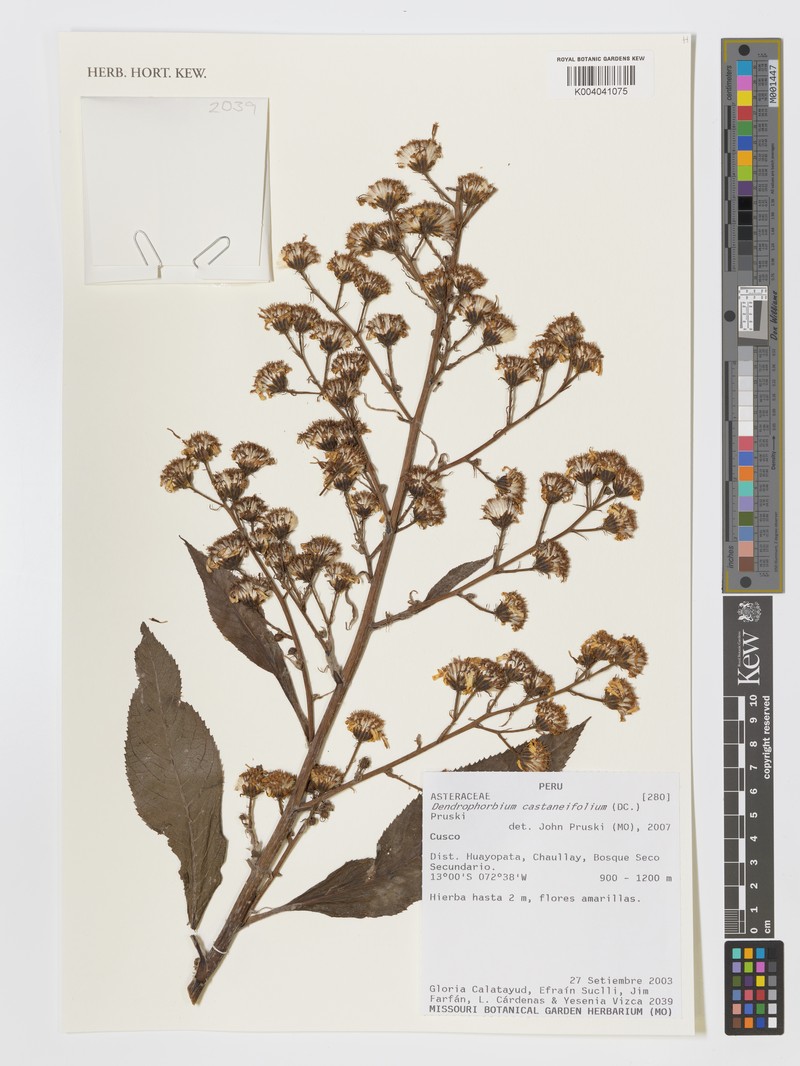 Dendrophorbium castaneifolium photo 2