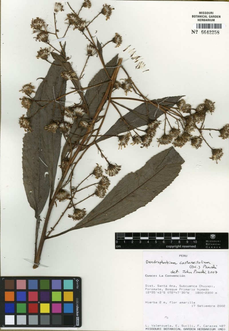 Dendrophorbium castaneifolium photo 3