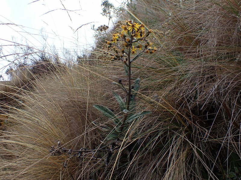 Dendrophorbium chopinii