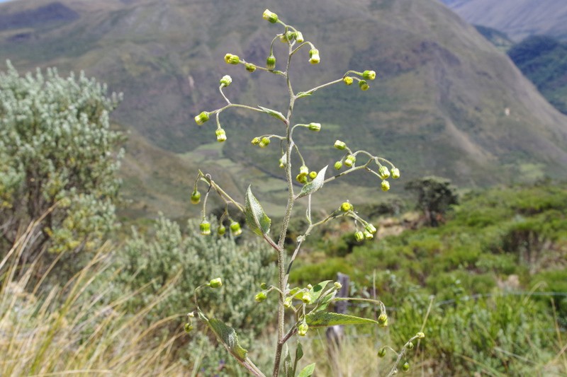 Dendrophorbium chopinii photo 2