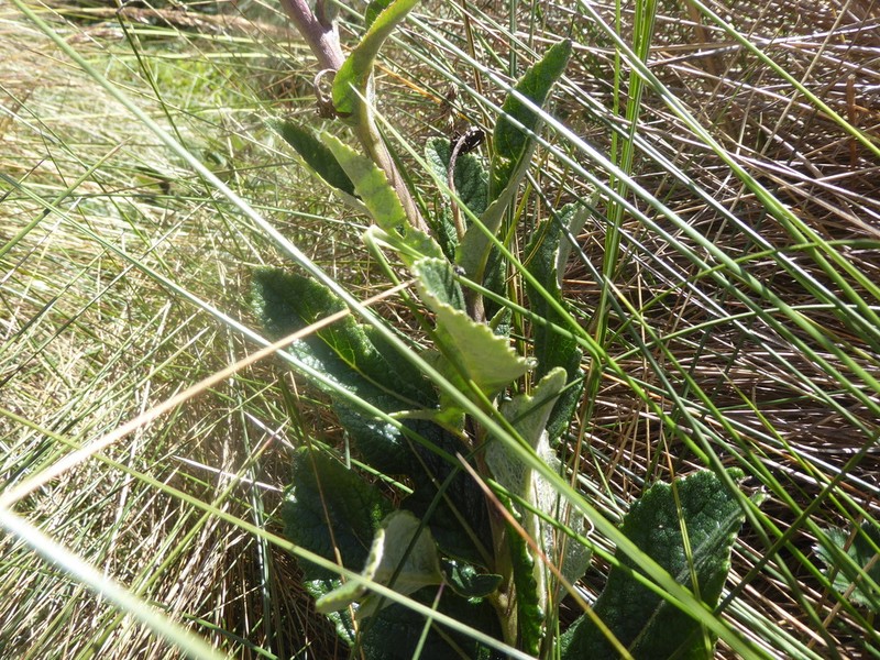 Dendrophorbium chopinii photo 3