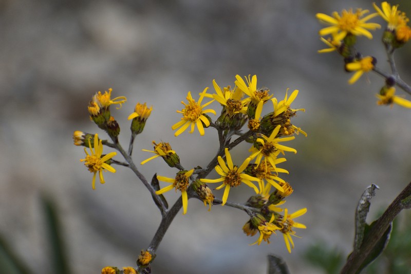Dendrophorbium chopinii photo 4