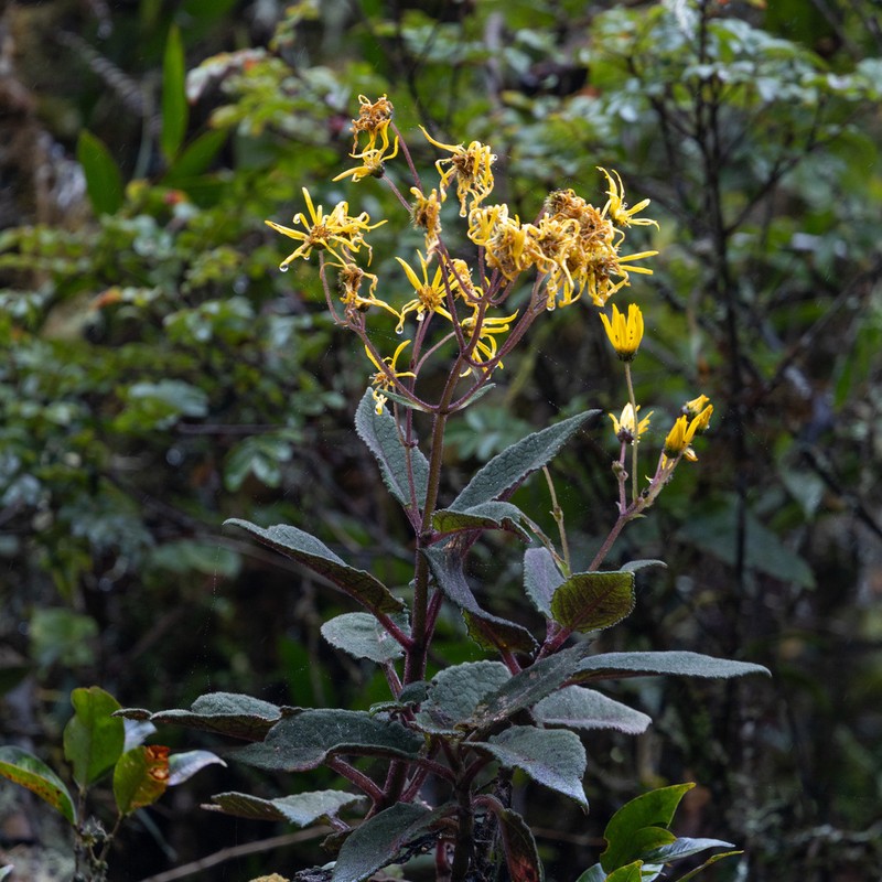 Dendrophorbium chopinii photo 7