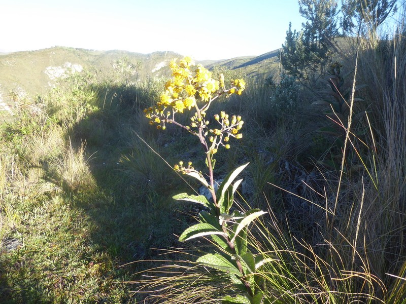 Dendrophorbium chopinii photo 8