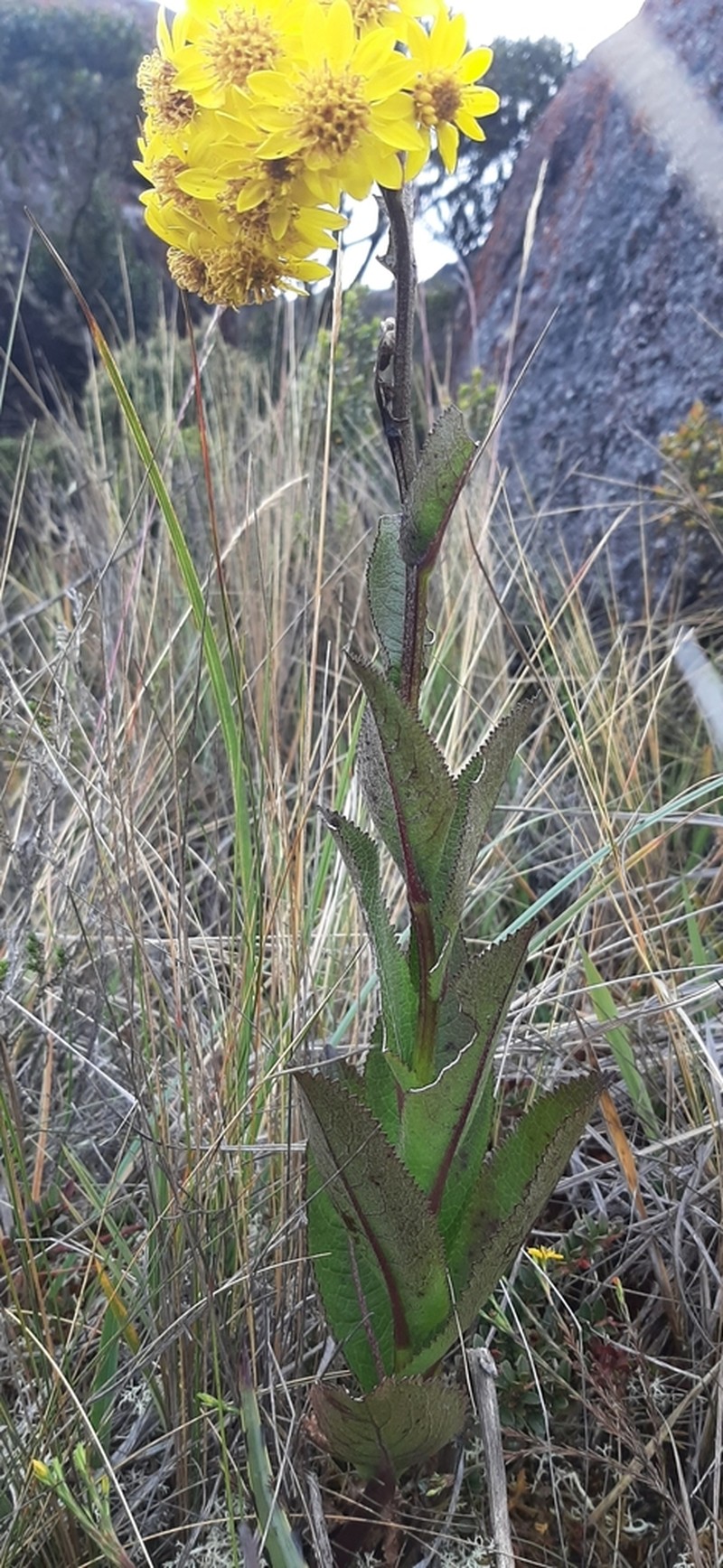 Dendrophorbium elatum