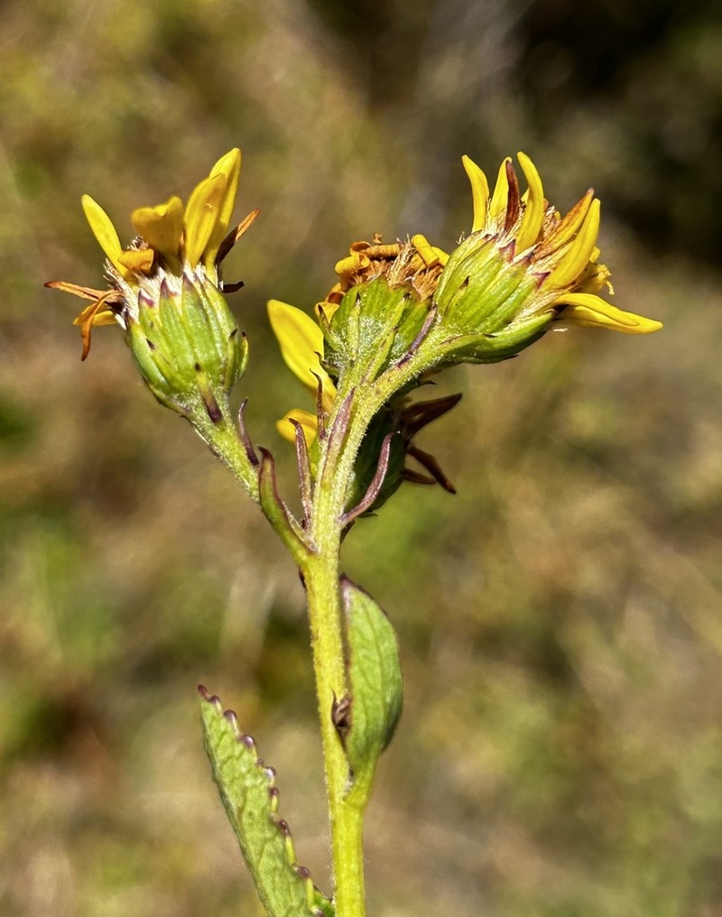 Dendrophorbium elatum photo 2