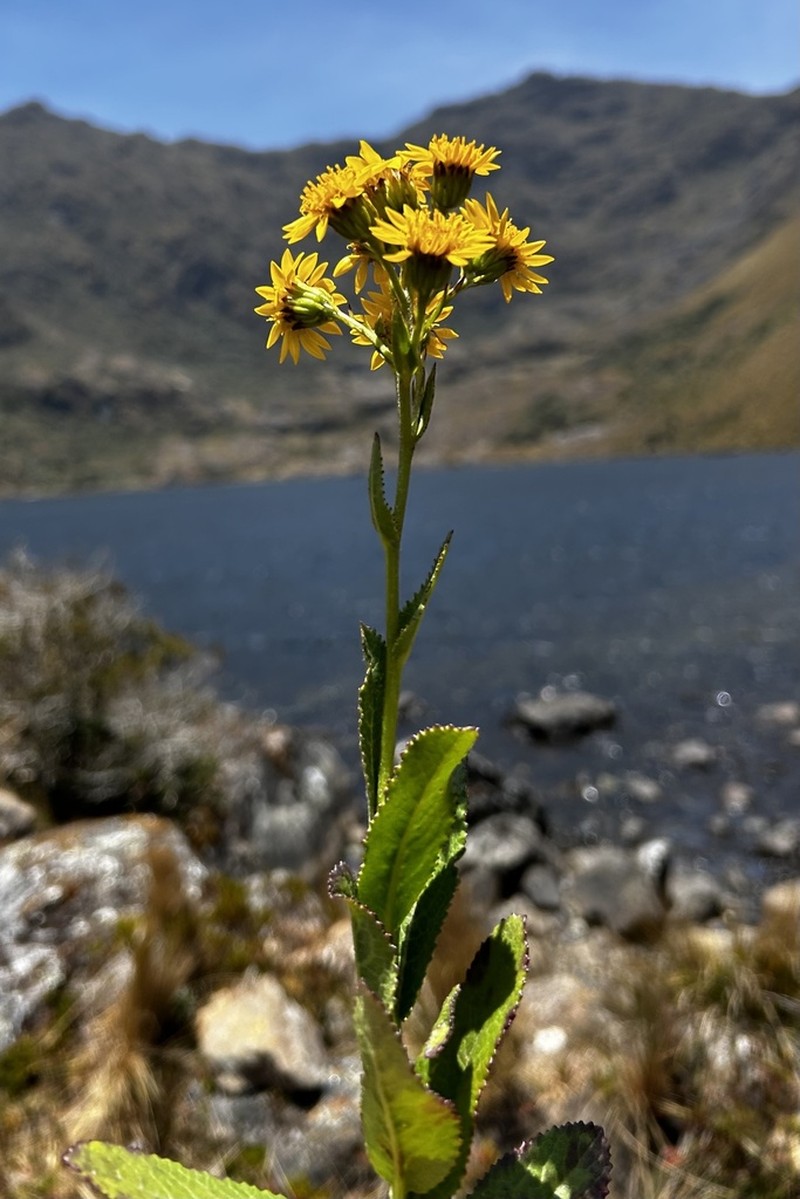 Dendrophorbium elatum photo 3