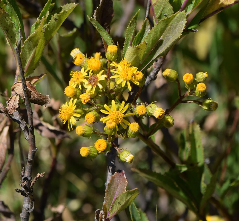 Dendrophorbium elatum photo 7