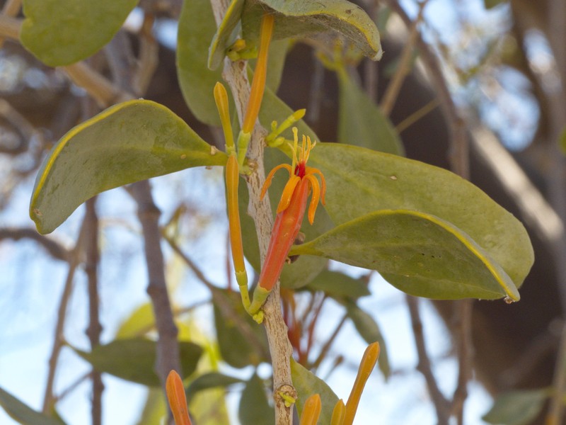 Dendrophthoe acacioides subsp. acacioides