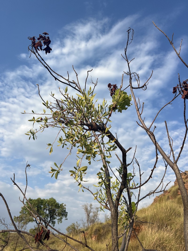 Dendrophthoe acacioides subsp. acacioides photo 2