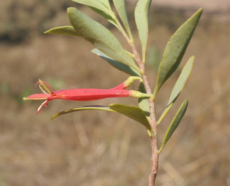 Dendrophthoe acacioides subsp. acacioides photo 3