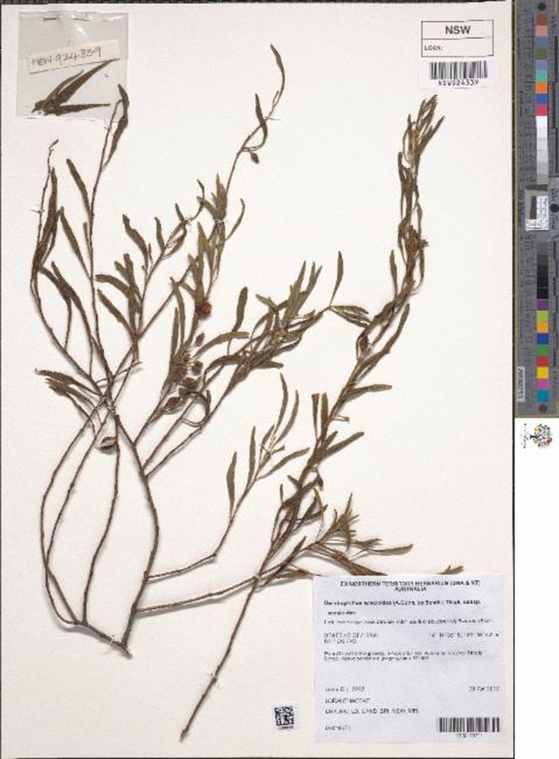 Dendrophthoe acacioides subsp. acacioides photo 4